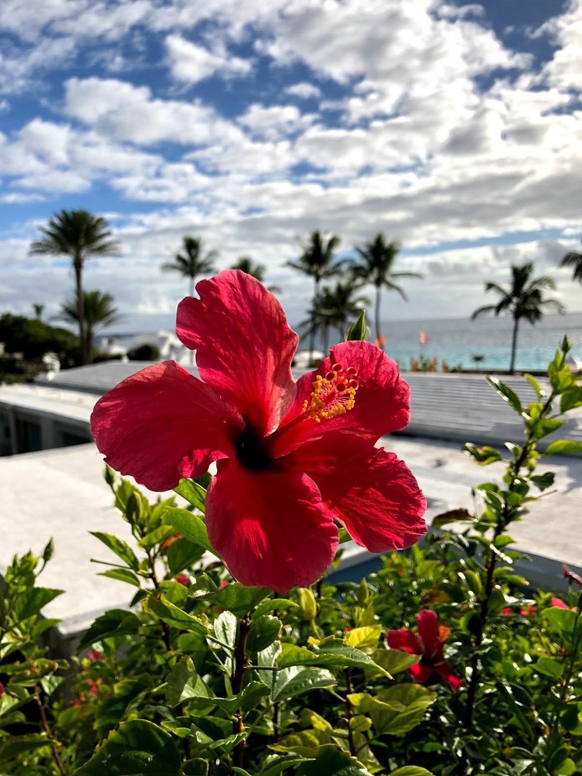 hibiscus, bermuda, the-alyst.com