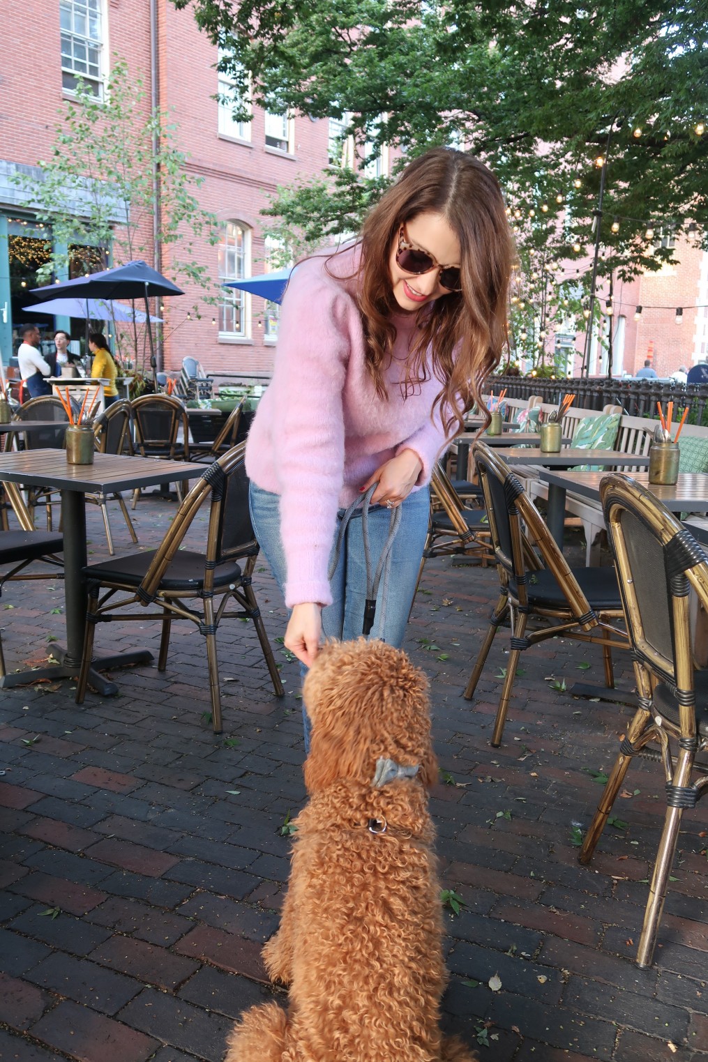 dog-friendly-restaurants-in-boston-the-a-lyst-a-boston-based